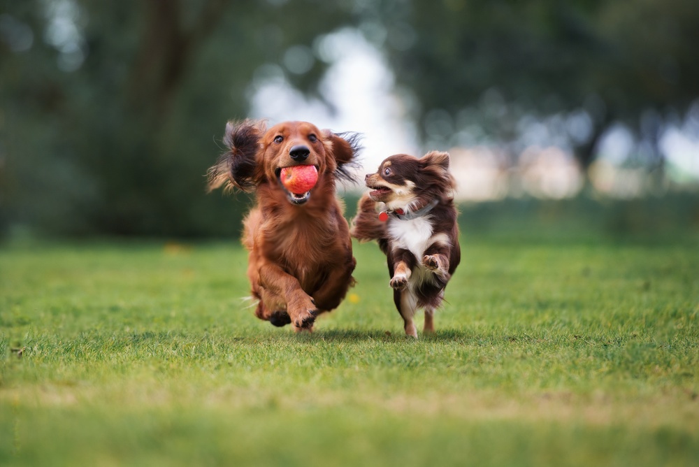 Innovative Canine Welfare Program Sets New Standards in Shelter Care